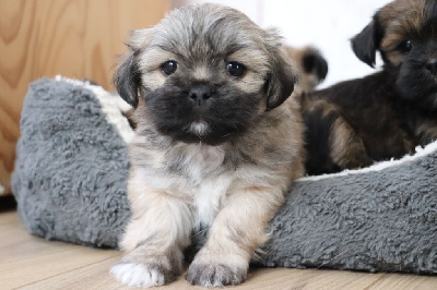 Les chiots de Lhassa Apso