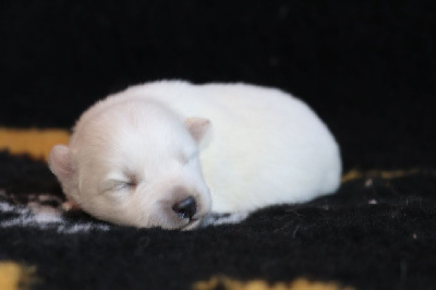 Les chiots de Spitz japonais