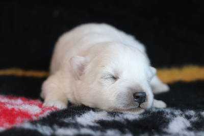 Les chiots de Spitz japonais