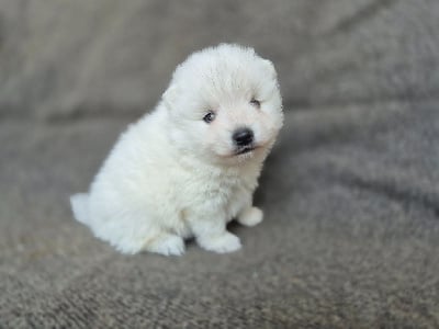 Les chiots de Spitz japonais