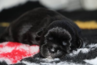 Les chiots de Lhassa Apso