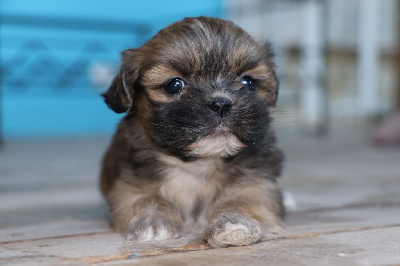 Les chiots de Lhassa Apso