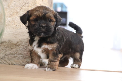 Les chiots de Lhassa Apso