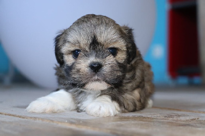 Les chiots de Lhassa Apso