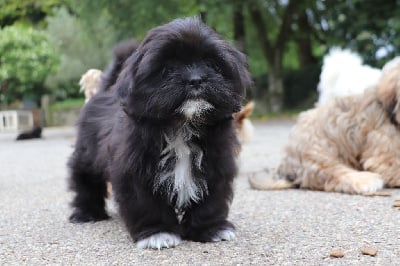 Les chiots de Lhassa Apso