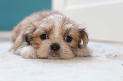 Les chiots de Lhassa Apso