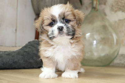 Les chiots de Lhassa Apso