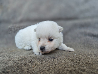 Les chiots de Spitz japonais