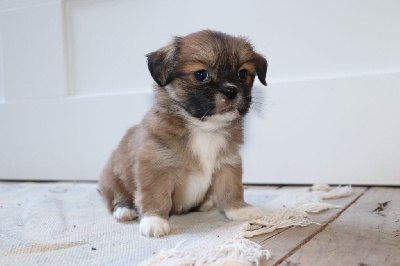 Les chiots de Lhassa Apso