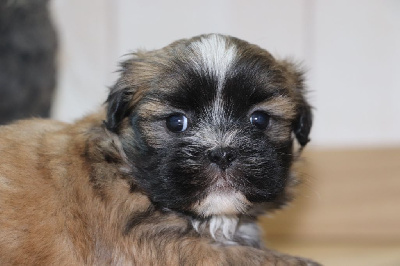 Les chiots de Lhassa Apso