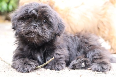 Les chiots de Lhassa Apso