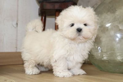 Les chiots de Lhassa Apso