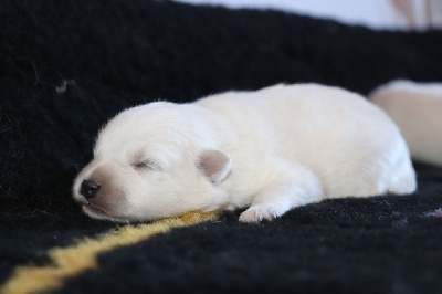 Les chiots de Spitz japonais