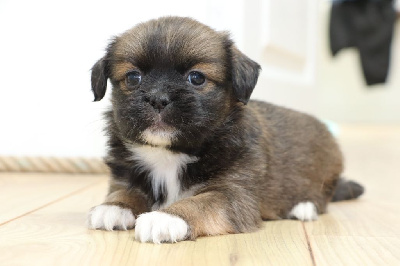 Les chiots de Lhassa Apso