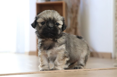 Les chiots de Lhassa Apso