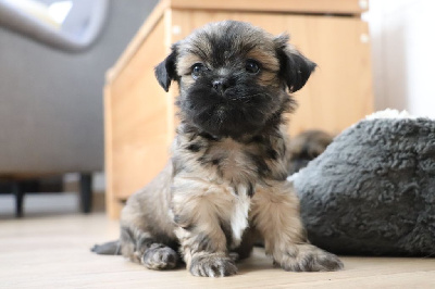 Les chiots de Lhassa Apso