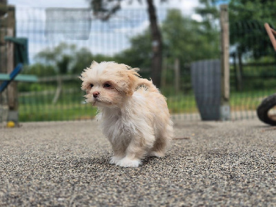 Les chiots de Lhassa Apso