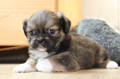 Les chiots de Lhassa Apso