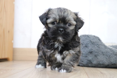 Les chiots de Lhassa Apso