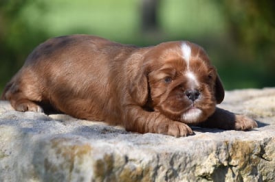 Les chiots de Cavalier King Charles Spaniel