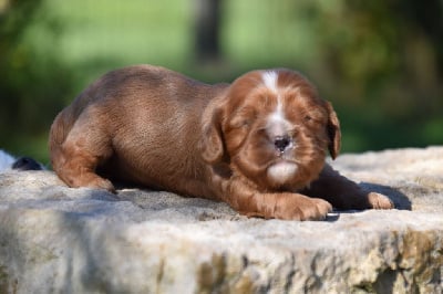 Femelle "carré" - Cavalier King Charles Spaniel