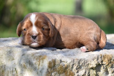 Les chiots de Cavalier King Charles Spaniel