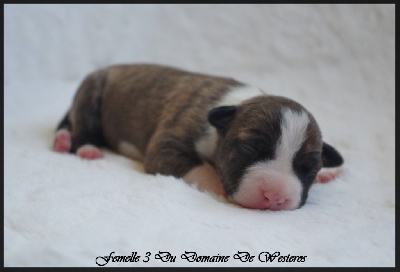 Les chiots de American Staffordshire Terrier