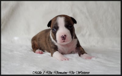 Les chiots de American Staffordshire Terrier