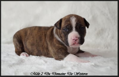 Mâle 2 - American Staffordshire Terrier