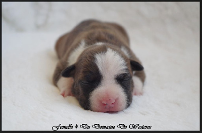 Les chiots de American Staffordshire Terrier