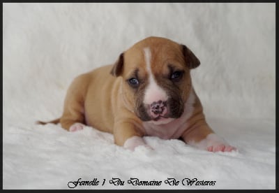 Les chiots de American Staffordshire Terrier