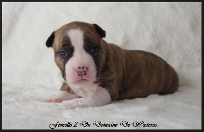 Les chiots de American Staffordshire Terrier