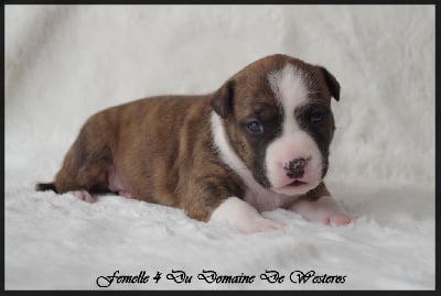 Les chiots de American Staffordshire Terrier