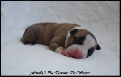 Les chiots de American Staffordshire Terrier