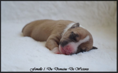 Les chiots de American Staffordshire Terrier