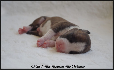 Les chiots de American Staffordshire Terrier