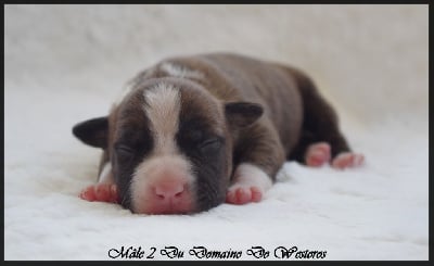 Les chiots de American Staffordshire Terrier