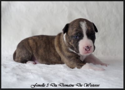 Les chiots de American Staffordshire Terrier