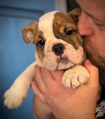 Les chiots de Bulldog Anglais