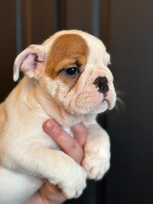 Les chiots de Bulldog Anglais