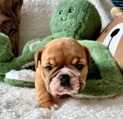 Les chiots de Bulldog Anglais