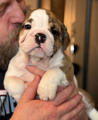 Les chiots de Bulldog Anglais