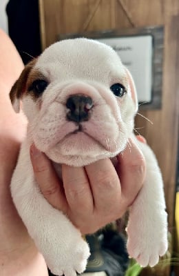 Les chiots de Bulldog Anglais