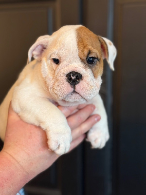 Les chiots de Bulldog Anglais