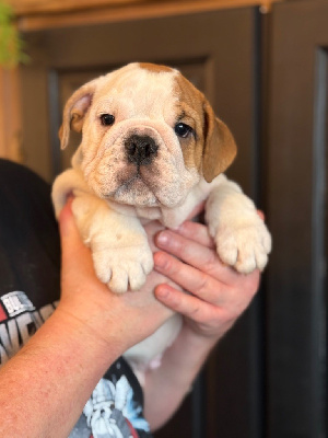 Les chiots de Bulldog Anglais