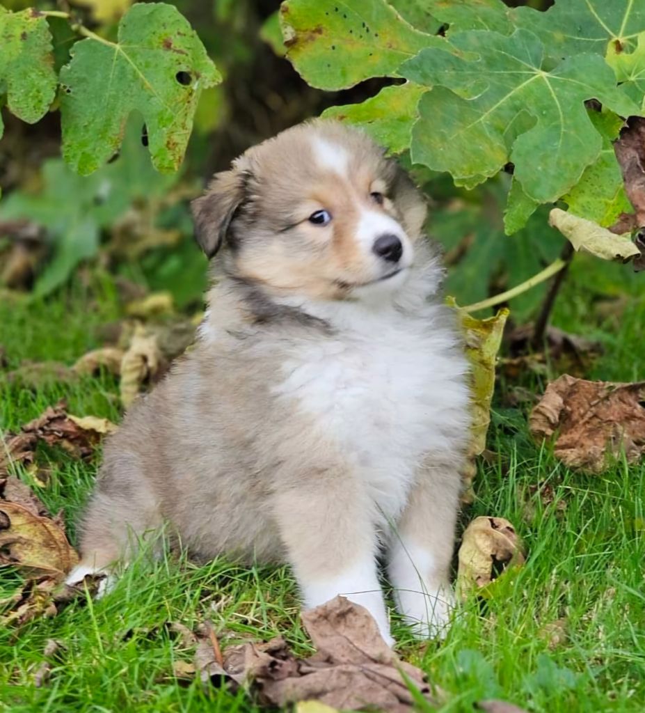 CHIOT 2 - Shetland Sheepdog