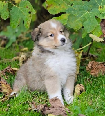 Les chiots de Shetland Sheepdog