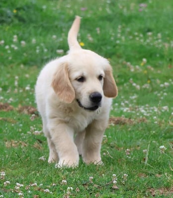 Les chiots de Golden Retriever