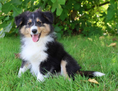 Les chiots de Shetland Sheepdog