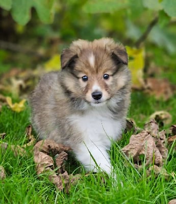 Les chiots de Shetland Sheepdog